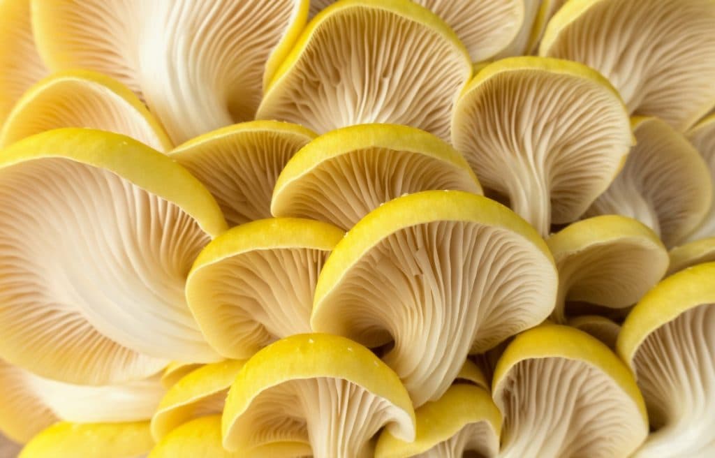 The Yellow Oyster Mushroom: A true eyecatcher.