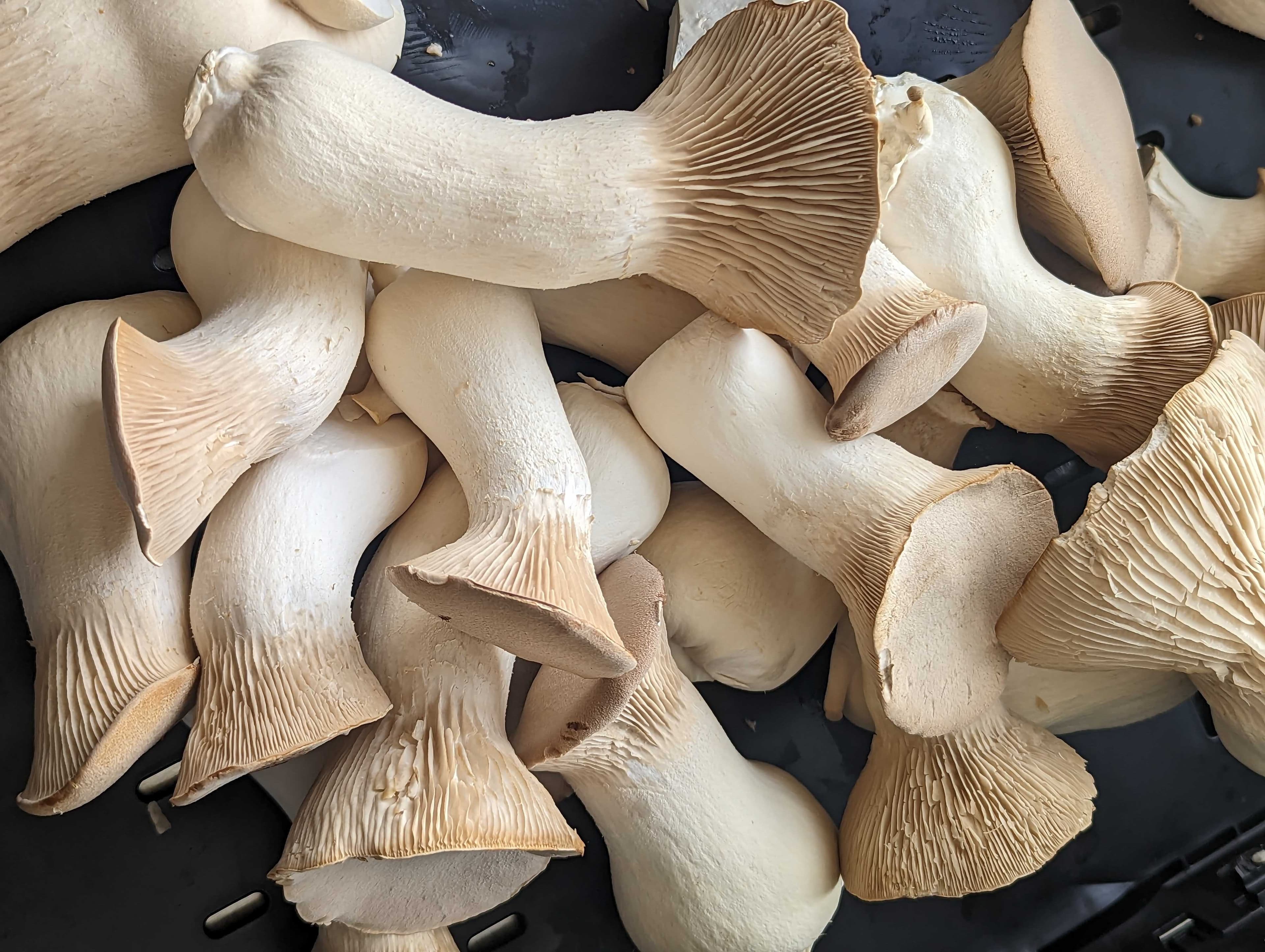 King Oyster Mushrooms *in Berlin*